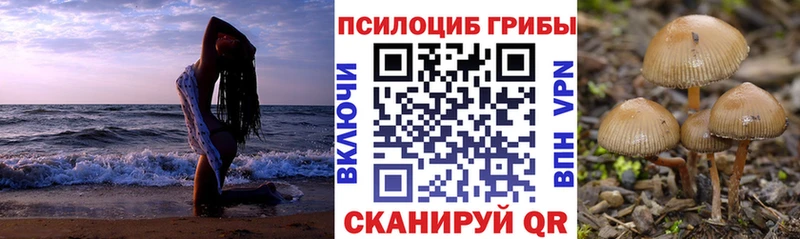 сколько стоит  Калач-на-Дону  Псилоцибиновые грибы мицелий 
